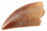 Serrated Raptor Tooth - Real Dinosaur Tooth #364815-1